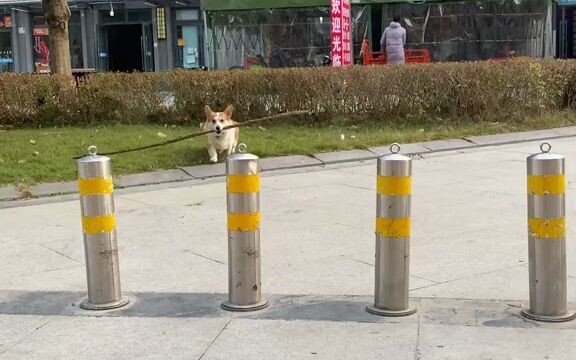 What grade is your dog in?