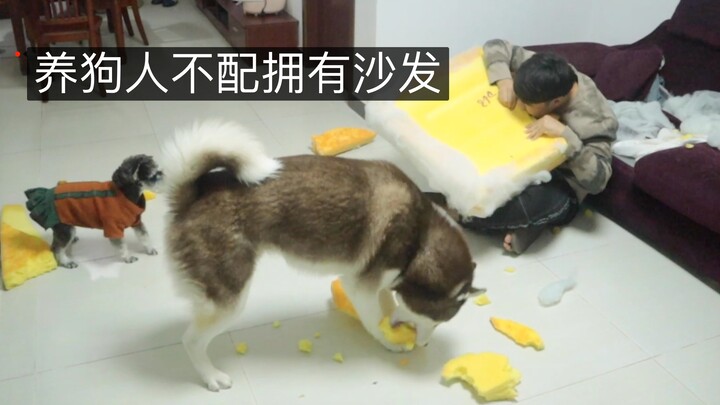 What does a Husky do when it sees its owner taking the sofa apart?