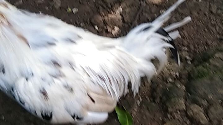 Thethon white lugon pa