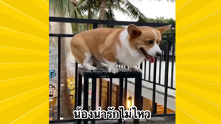 สัตว์เลี้ยงเพื่อนขนปุย : น้องน่ารักไม่ไหว