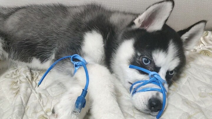Anjing Husky menggigit kabel internet sampai putus, si pemilik jadi gila dan mengikatnya seperti lil