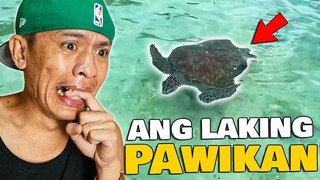 GIANT PAWIKAN sa PALAWAN!