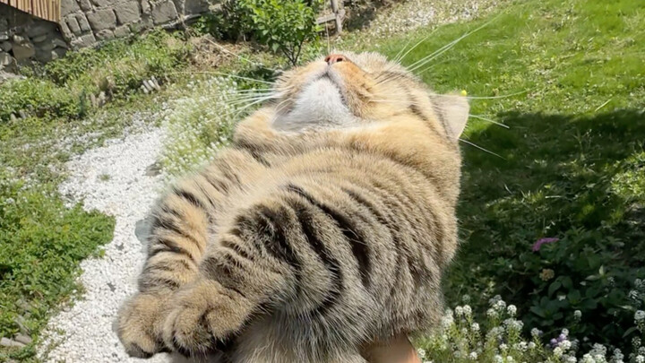 Squats in the grass all day, getting sun- and heat-stunned without going home—am I really a fool?