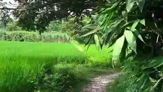 Aab gao jane ka bilkul maan nahi karta hei