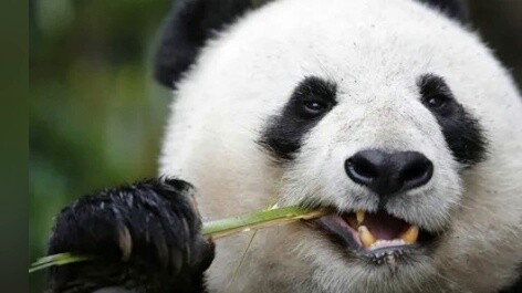 Câu lạc bộ hoa cẩm chướng 3,4 kiệt tác