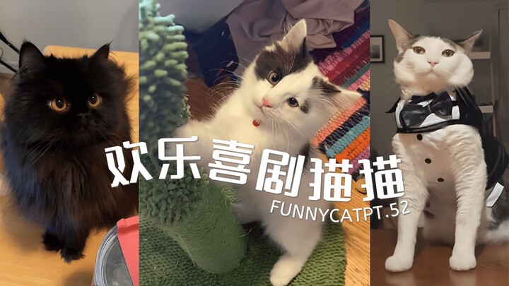 欢乐喜剧猫猫 Pt.52
