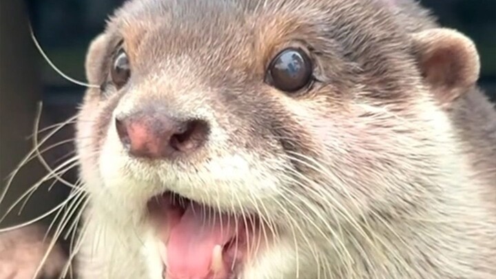 Baby Otter