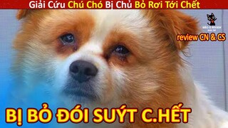 Mèo Mập Review Giải Cứu Chú Chó Đáng Thương Bị Chủ Bỏ Rơi Suýt Chết || Review Con Người Và Cuộc Sống