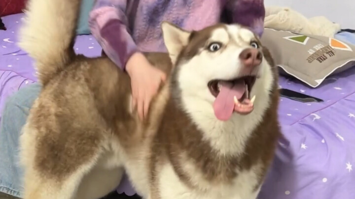 A doggy dilemma: Both the male and female owner want to pet the Husky—so who does it choose?
