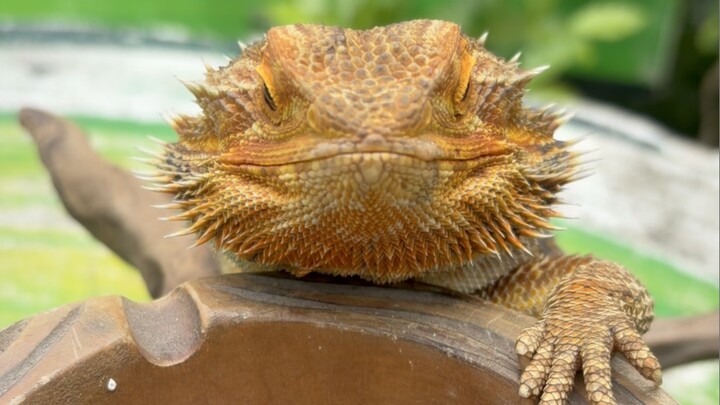 Bearded Dragon Feeding ASMR