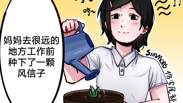 风信子