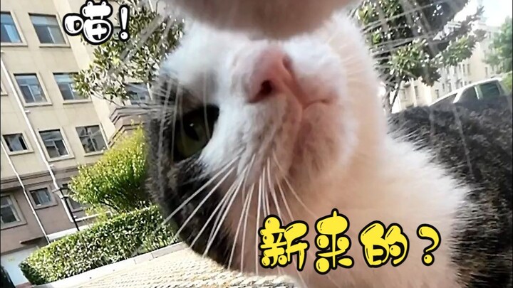 Meow! A new cat? How come I don’t recognize you?? “Lost your way? Then come to my place!!”