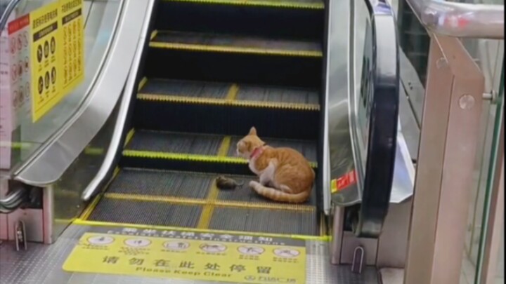 Kepala mungil, keraguan besar