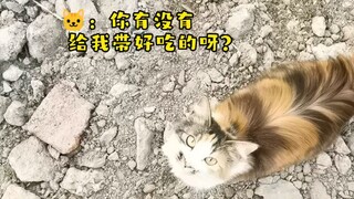 Perasaan kucing kecil adalah hal yang paling tidak berharga