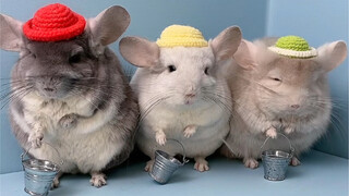 Tiga chinchilla hampir menjadi batasnya