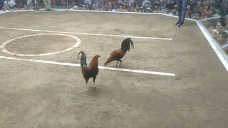 supper 2hits ulutan DMCA #RA ZOEY JADE