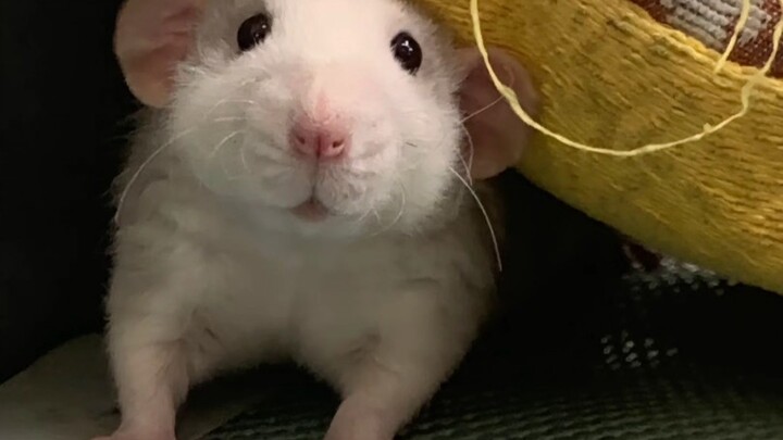 Tuyển tập chuột đuôi dài hoa chi