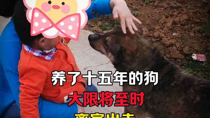 Chú chó nuôi suốt mười lăm năm đã bỏ nhà ra đi khi giờ khắc cuối cùng cận kề