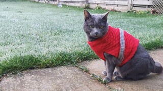 พาแมวดูน้ำค้างแข็งที่อังกฤษ​ครั้งแรก​ของทิกิ