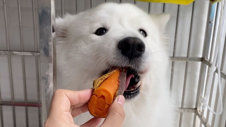 Samoyed Rongtang is craving sweet potatoes, and Mom goes on and on with a whole lecture—Rongtang: “T