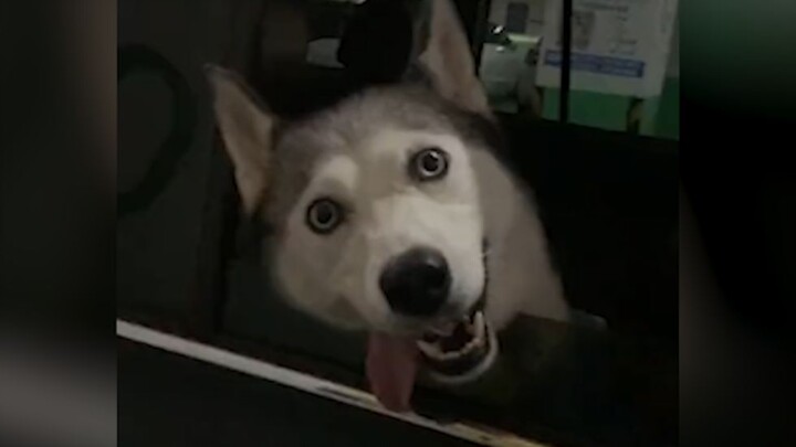 “This dog… has had me laughing for seven days and seven nights!”