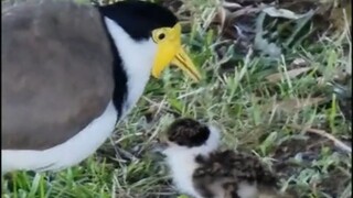 Rescuing a baby plover from a sewer