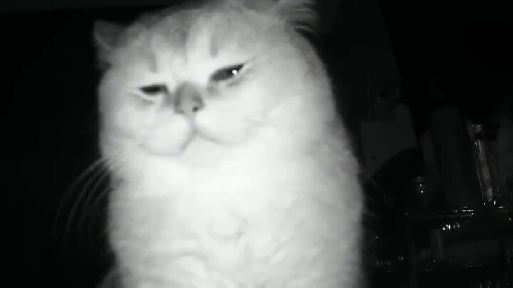 Kittens don't understand what Chinese New Year is. They just feel lonely and scared.