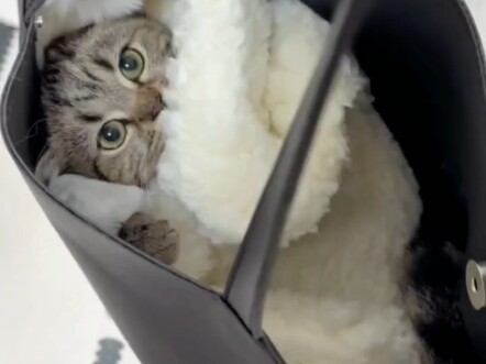 พาลูกแมวไปเดินช้อปปิ้ง