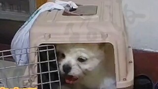 Anak anjing liar yang ditinggalkan itu mengidap penyakit aneh dan tidak bisa berhenti gemetar di sek