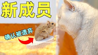 Hamster kecil itu panik selama tiga hari dan hampir dimakan oleh seekor kucing gemuk!