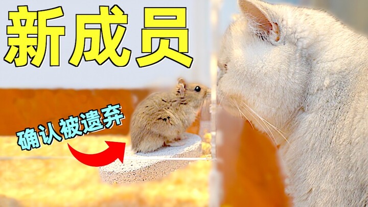 The little hamster was in a state of panic for three days and was almost eaten by a fat cat!