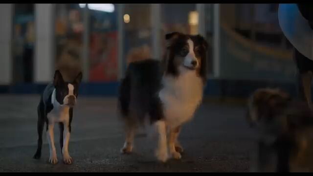 Strays _[HD](360P) : WATH Full Movie : Link in Discription