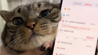 Can kittens also get Helicobacter pylori?