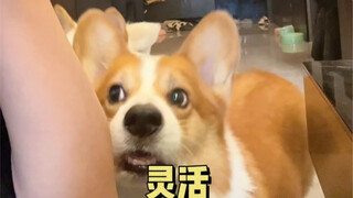 When I pretend to make a phone call, I only say the words that the puppy likes to hear