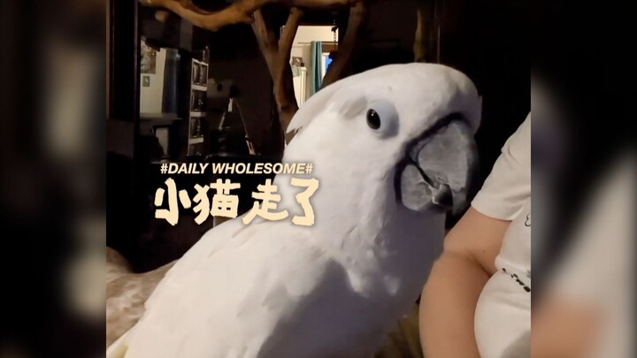 Bảo chú vẹt ở nhà là mèo con đã đi rồi...