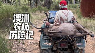 Like rabbits, deer are also an invasive species in Australia, so...