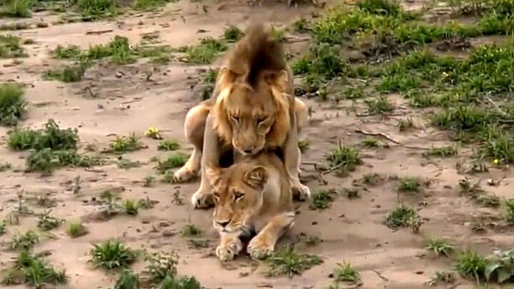 สิงโตตัวผู้และสิงโตตัวเมียกำลัง... ถูกลิงล้อมดู สิงโตตัวผู้เลยโกรธจัด