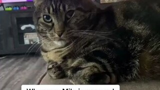 见过最有心机的猫....这智商，完全把狗子按在地上摩擦了！