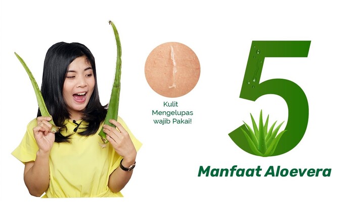 5 MANFAAT ALOE VERA!  | Dandan.id