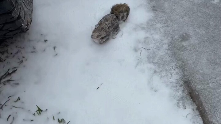 Three Squirrels sudah keluar produk freeze-dried!