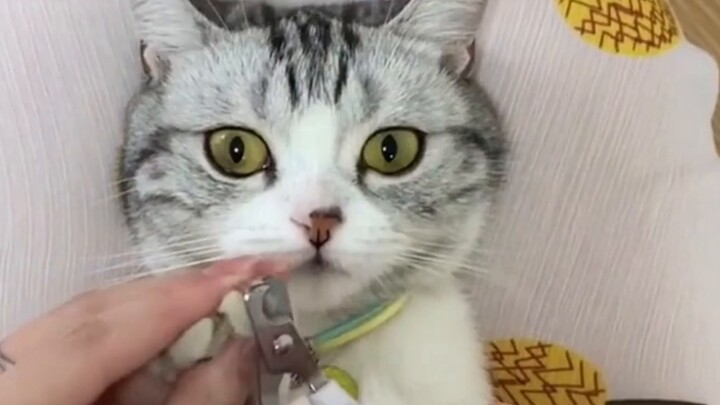 Apakah kucing masih bisa bermain seperti ini? Lima saklar ajaib untuk kucing, jangan coba yang terak