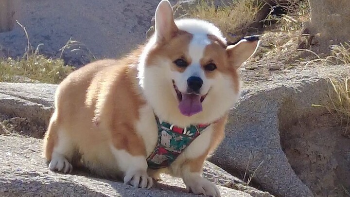 There are no devils in Devil City, but a corgi has grown there instead!