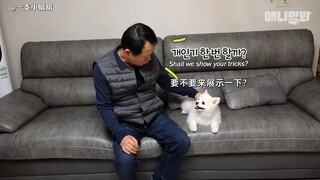 【ซับไตเติล】เรื่องราวล่าสุดของคุณพ่อที่เคยพูดว่า "แค่พาหมาเข้าบ้านก็จะโยนมันทิ้งแล้ว"