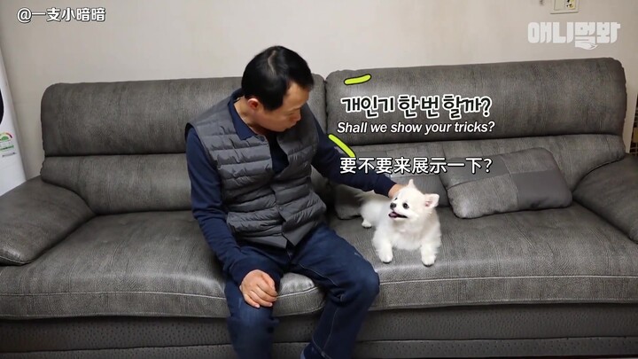 【字幕】说着“只要把狗狗带回家就会把它丢掉”的老父亲的近况