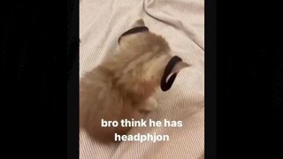 kucingku kira dia punya headphone 🎧