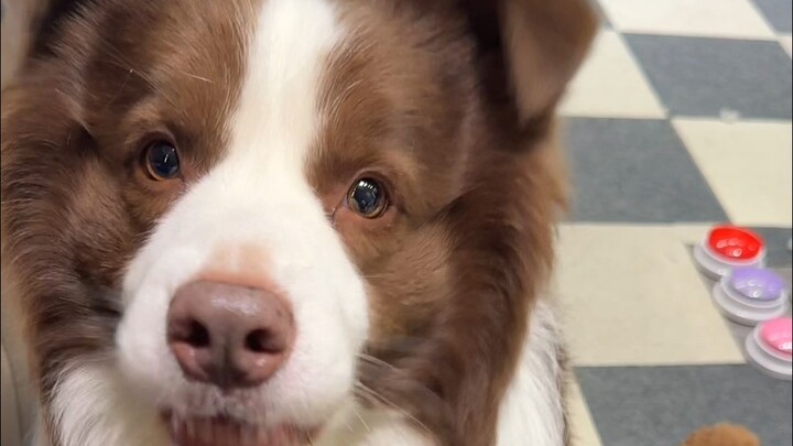 Why is it different from how other puppies eat yogurt?