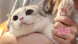 Berpura-pura menyakiti kucing Anda sambil memotong kukunya