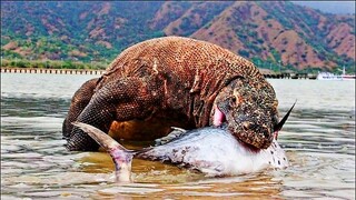 Komodo Swallows The Carcass Of A Super Large Shark.