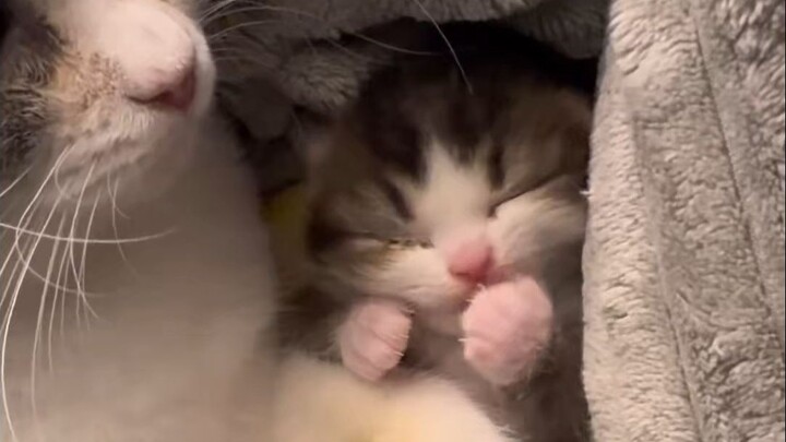 I can’t believe how soft and adorable this is—warm, tender, and delightfully chewy!