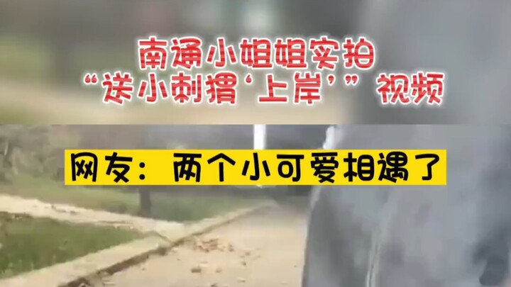 A young lady filmed a video of "helping a little hedgehog 'reach the shore'"; #netizens' hilarious c